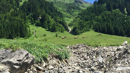 Kühe auf der Alm Rundwanderweg Gemsteltal | © Kleinwalsertal