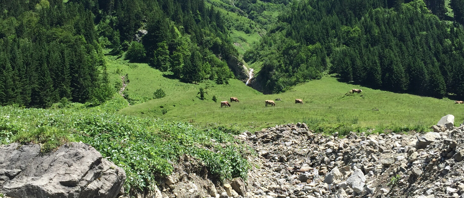 Kühe auf der Alm Rundwanderweg Gemsteltal | © Kleinwalsertal