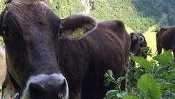 grasende Kühe auf den Weiden im Kleinwalsertal | © Kleinwalsertal