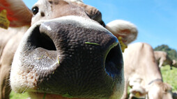 Den Kühen ganz nah | © Kleinwalsertal Tourismus eGen