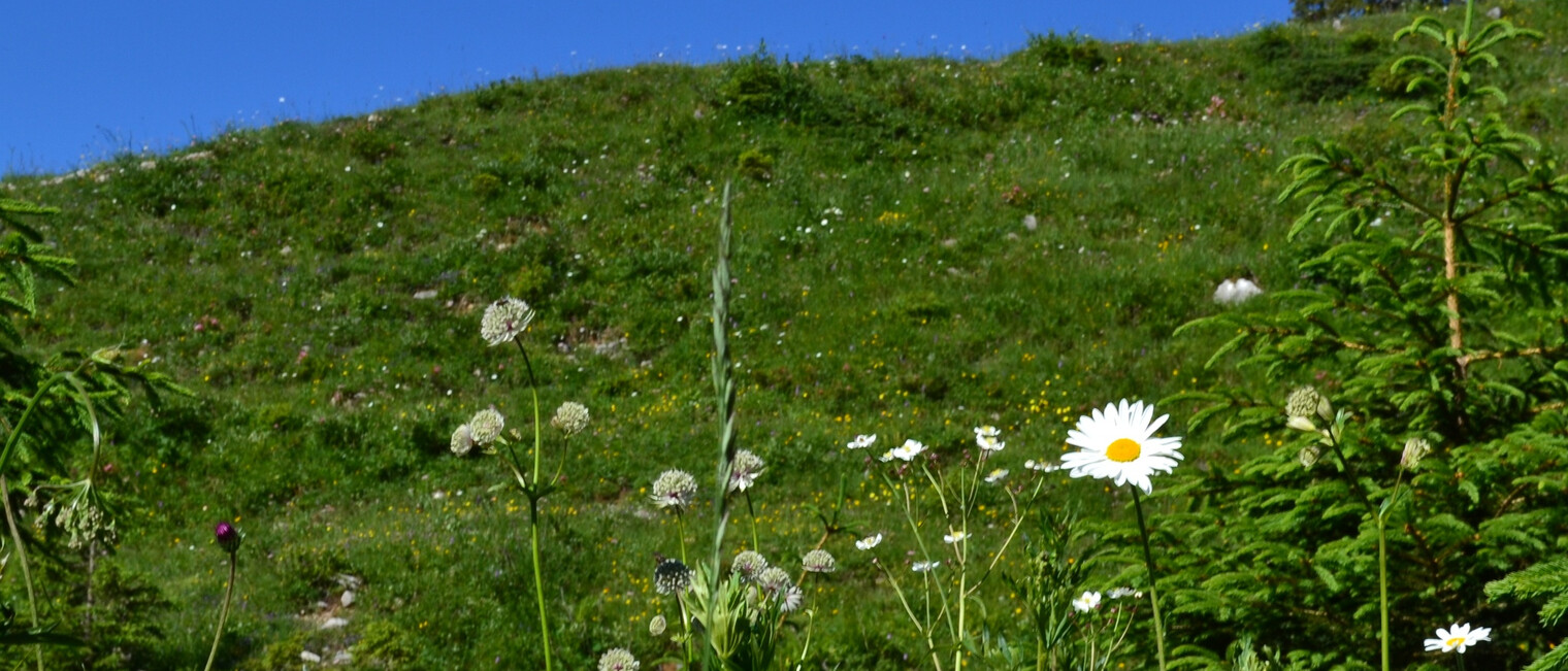 Blumen Landschaft am Ifen | © Kleinwalsertal Tourismus eGen
