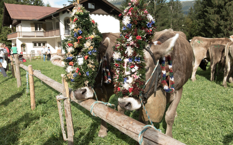 Wreath cows at Viehscheid in Kleinwalsertal | © Kleinwalsertal Tourismus eGen | Photographer: Frank Drechsel