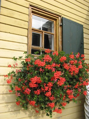 Blumen im Sommer | © Blumenfenster Walserhaus
