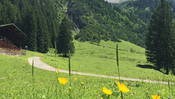 on the alpine pastures in the Gemsteltal in summer | © Kleinwalsertal Tourismus eGen