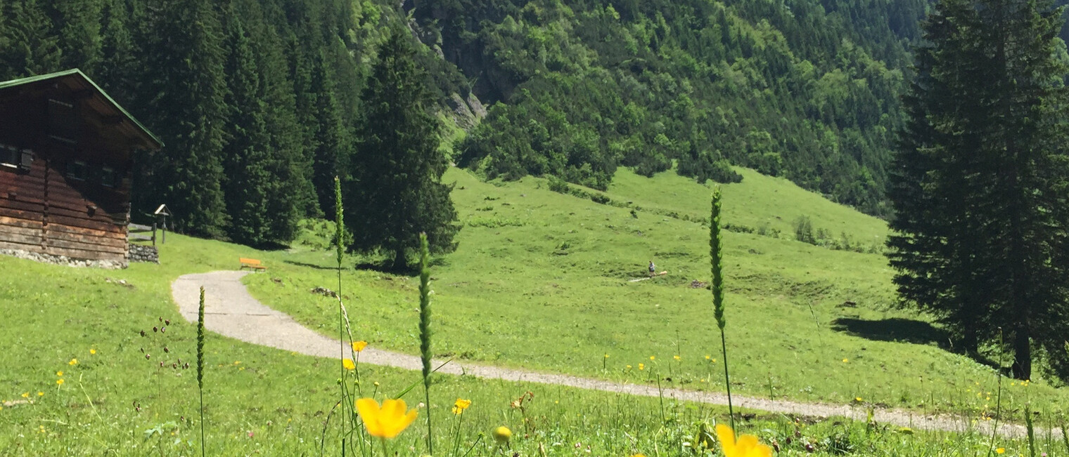 on the alpine pastures in the Gemsteltal in summer | © Kleinwalsertal Tourismus eGen