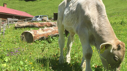 Kuh vor der der Naturalpe Schönesboden | © Kleinwalsertal Tourismus eGen