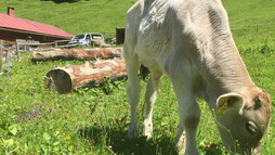 cow in front of the Naturalpe Schönesboden | © Kleinwalsertal Tourismus eGen