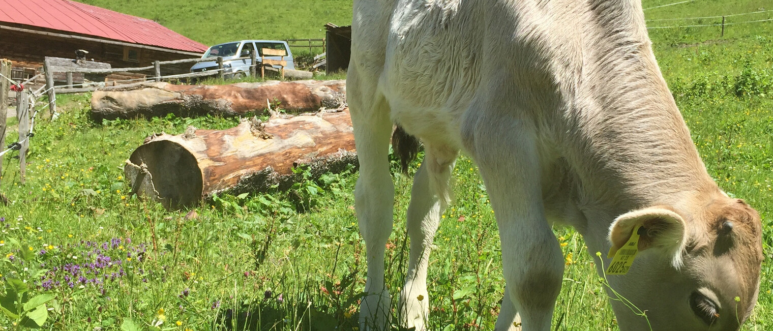 cow in front of the Naturalpe Schönesboden | © Kleinwalsertal Tourismus eGen