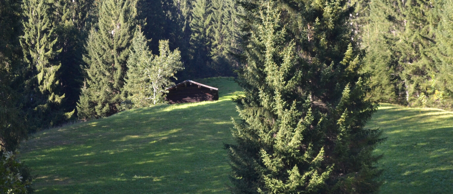 Alpenwald | © Kleinwalsertal Tourismus eGen