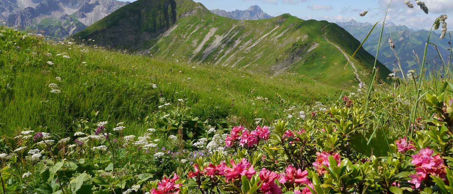 Alpenrosen am Schlappoltkopf | © Outdooractive Premium