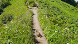 Murmeltier am Schlappoltkopf | © Outdooractive Premium