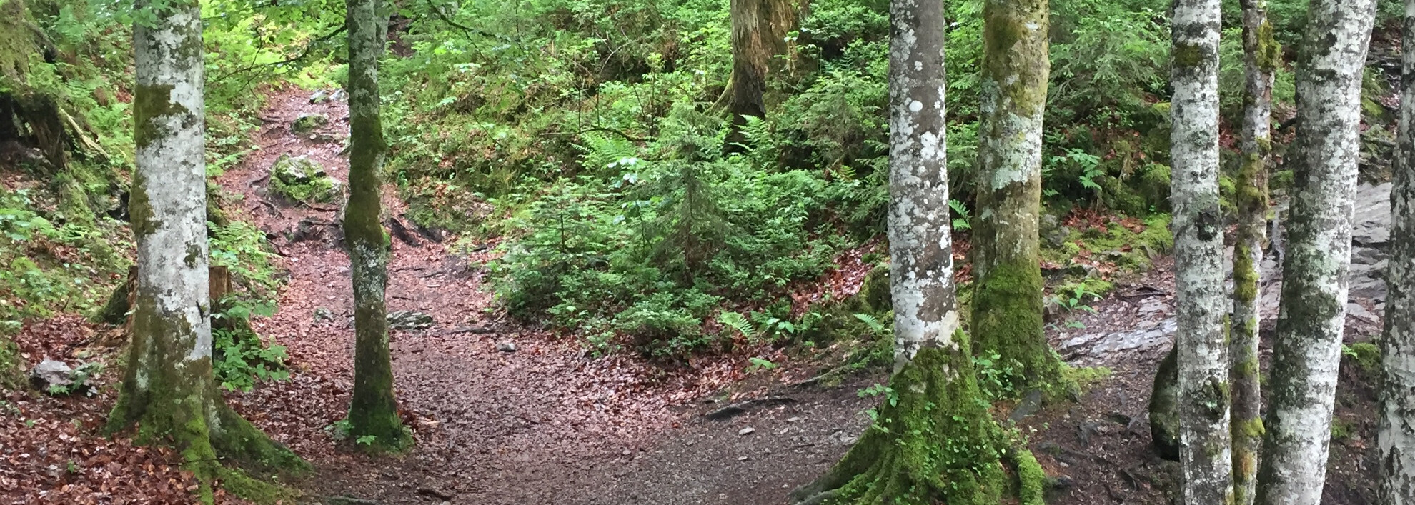 Wanderweg im Schwarzwassertal | © Kleinwalsertal Tourismus