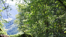 Im Haspelwald zwischen Bergahorn und Fichten | © Kleinwalsertal Tourismus eGen