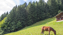 Haspelwald oberhalb von Mittelberg | © Kleinwalsertal Tourismus eGen