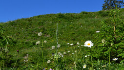 Blumen Landschaft am Ifen | © Kleinwalsertal Tourismus eGen