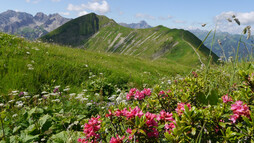 Alpenrosen am Schlappoltkopf | © Outdooractive Premium
