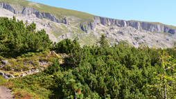 Durch Latschen und Heidelbeersträucher Richtung Schwarzwasserhütte | © Kleinwalsertal Tourismus eGen