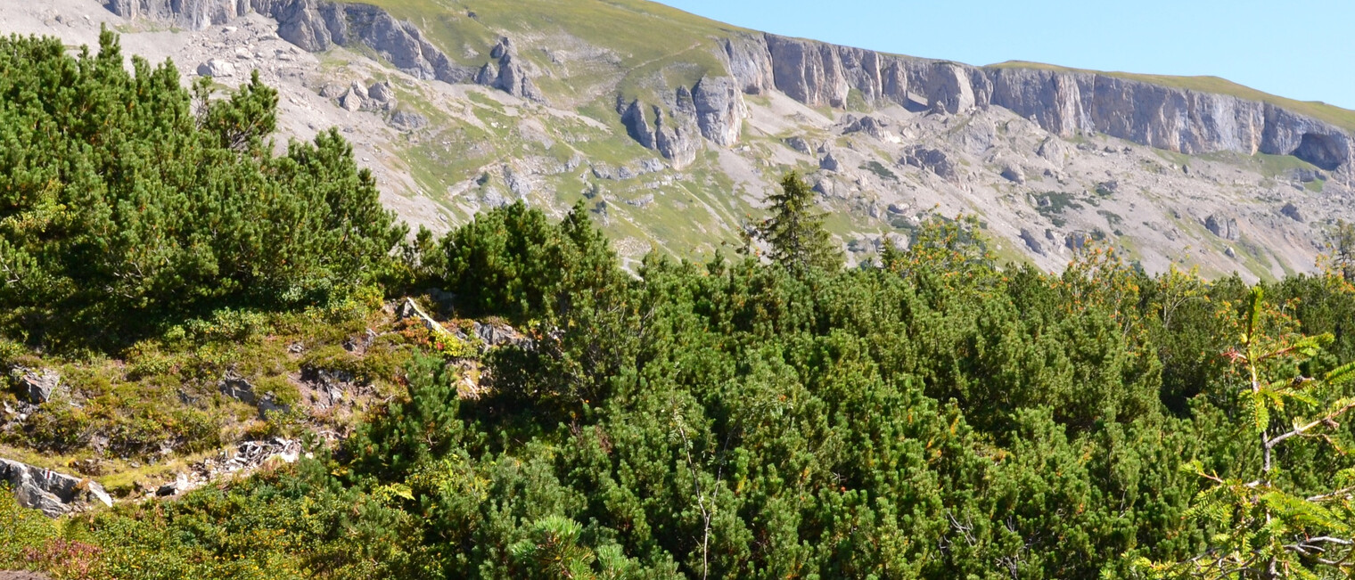 Durch Latschen und Heidelbeersträucher Richtung Schwarzwasserhütte | © Kleinwalsertal Tourismus eGen