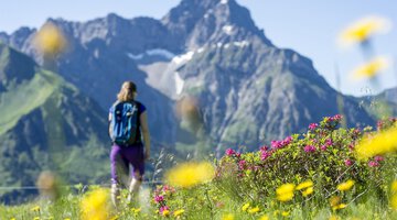 Alpenrosen Wandern Widderstein _Dominik Berchtold 