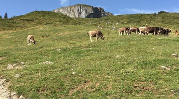 Auf zum Hahnenköpfle!