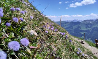 A blooming meadow with purple flowers and a clear sky. In the background, green mountains and some clouds can be seen. | © KG Oberstdorf - Kleinwalsertal