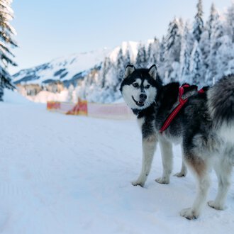 Ein freundlicher Hund steht auf einem verschneiten Weg. Im Hintergrund sind schneebedeckte Bäume und Berge zu sehen. | © Kleinwalsertal Tourismus | Oliver Farys