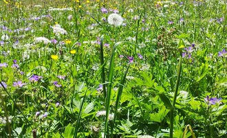 A blooming meadow with colorful wildflowers and grass. In the foreground, dandelions and other plants can be seen. | © Susanne Tiefenbacher