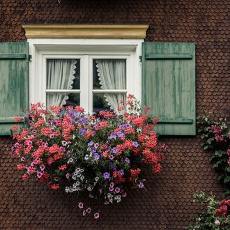 Ein Fenster mit grünen Fensterläden und einem bunten Blumenkasten. Die Blumen sind in verschiedenen Farben und sorgen für eine lebendige Atmosphäre.