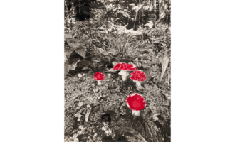 Ein schwarz-weißes Bild mit leuchtend roten Pilzen in einer grünen Umgebung. Die roten Pilze heben sich stark von der monochromen Landschaft ab. | © Michaela Ortner-Moosbrugger
