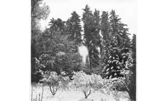 A snow-covered forest with tall fir trees. The sun shines weakly through the branches. | © Michaela Ortner-Moosbrugger