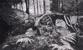 A mystical forest with moss-covered rocks and twisting roots. Distant streaks of light fall through the trees. | © Kunstausstellung Michaela Ortner-Moosbrugger