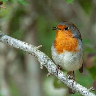 A small, colorful bird creature sits on a branch. It has an orange chest area and a gray head. | © iStock & AdobeStock