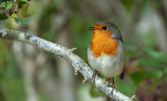 A small, colorful bird creature sits on a branch. It has an orange chest area and a gray head. | © iStock & AdobeStock