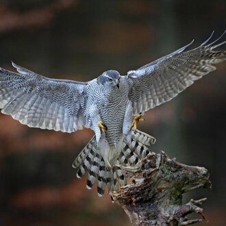 An owl with intense orange eyes and intricately detailed feathers. The background is dark, which makes the owl stand out dramatically. | © iStock & AdobeStock
