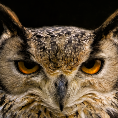 An owl with intense orange eyes and intricately detailed feathers. The background is dark, which makes the owl stand out dramatically. | © iStock & AdobeStock