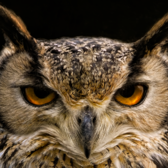 An owl with intense orange eyes and intricately detailed feathers. The background is dark, which makes the owl stand out dramatically. | © iStock & AdobeStock