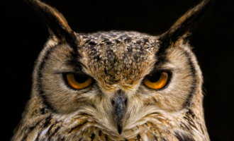 An owl with intense orange eyes and intricately detailed feathers. The background is dark, which makes the owl stand out dramatically. | © iStock & AdobeStock