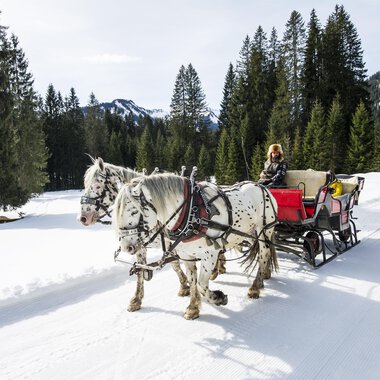 Ein Pferdeschlitten fährt durch eine verschneite Landschaft mit hohen Kiefern. Im Hintergrund sind Berge und blauer Himmel zu sehen. | © Kleinwalsertal Tourismus | Dominik Berchtold