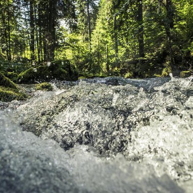 Ein plätschernder Bach fließt durch einen grünen Wald. Das Wasser sprudelt klar und frisch zwischen den Steinen.