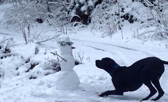 A black dog is playing in the snow near a snowman. The surroundings are wintry with many snow-covered trees.