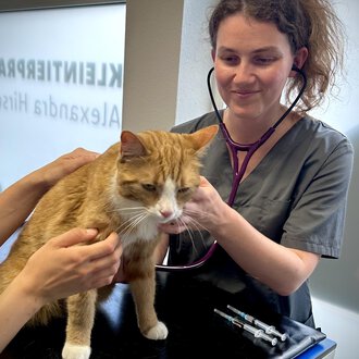 A veterinarian is examining an orange cat with a stethoscope. In the background, some medical instruments are visible.