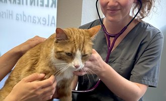 A veterinarian is examining an orange cat with a stethoscope. In the background, some medical instruments are visible.