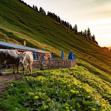 Eine rustikale Almhütte mit Holzverkleidung und einem schrägen Dach. Im Vordergrund gibt es Tische mit blauen Sonnenschirmen in einer grünen Wiesenlandschaft. | © Kleinwalsertal Tourismus