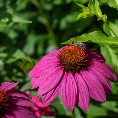 A beautiful pink flower with a brown center. A bee is sitting on it. | © Kleinwalsertal Tourismus | Andre Tappe