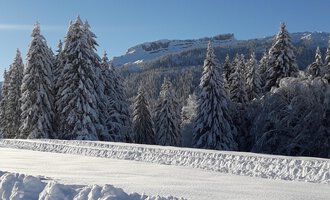 Eine verschneite Winterlandschaft mit hohen, schneebedeckten Tannen. Der Himmel ist klar und blau, und im Hintergrund sind Berge zu sehen. | © Panoramahütte