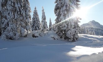 Eine verschneite Winterlandschaft mit hohen, schneebedeckten Tannen und klarem, blauem Himmel. Die Sonne strahlt hell und schafft eine friedliche Atmosphäre. | © Panoramahütte