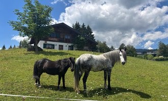 Two horses are standing on a green meadow in front of a house. The sky is blue with some clouds. | © Sabine Eberle