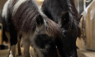 Two small ponies are eating together in a stable. They have different coat colors, one is black-and-white and the other is black. | © Sabine Eberle