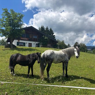 Zwei Pferde stehen auf einer grünen Wiese vor einem Haus. Der Himmel ist blau mit einigen Wolken. | © Sabine Eberle