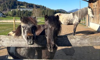 Zwei Ponys stehen nahe an einem Holzzaun und schauen neugierig. Im Hintergrund ist ein graues Pferd und eine malerische Landschaft zu sehen. | © Sabine Eberle